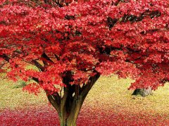 红枫的花语是什么？