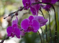 紫色蝴蝶兰的花语是什么？