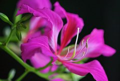 紫荆花的花语和象征代表意义是什么？