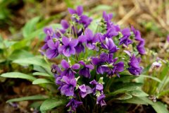 紫花地丁的花语是什么？