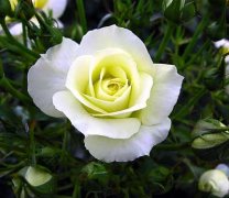 白蔷薇的花语是什么？