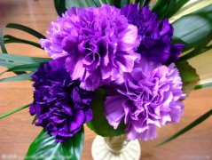 紫色康乃馨的花语和代表意思含义是什么？