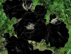 纯黑蔷薇的花语——绝望的爱