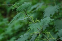 荨麻草的花语是什么？