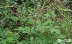 荆棘花是什么花？荆棘花的花语有哪些？