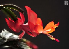 蟹爪兰的花语是什么？