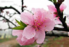 桃花的花语和代表意义是什么？