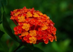 龙船花的花语是什么？