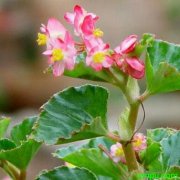 黄刺玫的花语是什么？