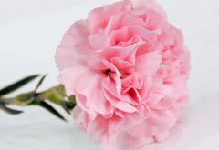 母亲节之花——康乃馨花语解析