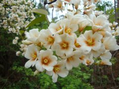 油桐花的花语是什么？