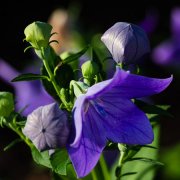 代表忧伤的花和花语(七)