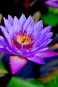 紫色睡莲的花语是什么？