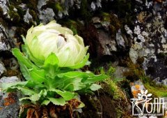 什么花的花语是冷漠 世界上花语最冷漠的花（雪莲花语最冷漠）