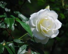 白色月季花的花语是什么？