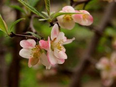 木瓜海棠的花语是什么？