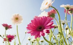 法国小菊花的花语是什么？