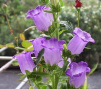 紫色风铃花的花语是什么？