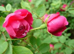 红色蔷薇花的花语是什么？