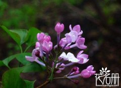 丁香花的花语是什么 纯洁的初恋