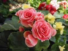 玫瑰海棠的花语是什么？