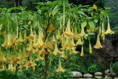 代表忧伤的花和花语(八)