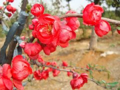 日本海棠(木瓜海棠)的花语是什么？