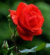 红色月季花的花语是什么？