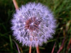 紫色蒲公英的花语是什么 孤独的爱