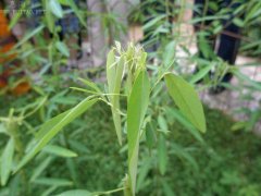 跳舞草的花语是什么？