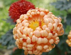 冬菊的花语是什么？