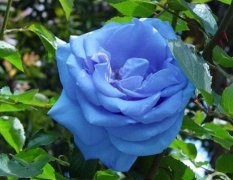 蓝色蔷薇花的花语是什么？