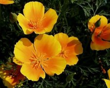 花菱草的花语是什么？