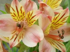 水仙百合的花语是什么？