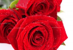 红玫瑰的花语寓意有哪些？