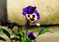 三色紫罗兰的花语是什么？