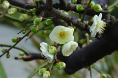 绿萼梅花的花语是什么？