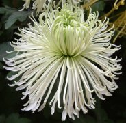 鳞托菊的花语是什么？