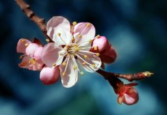 杏花的花语是什么？
