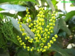 珠兰的花语和象征意义是什么？