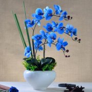 蓝色蝴蝶兰的花语是什么？