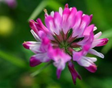 紫云英的花语是什么？