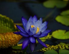 蓝色睡莲的花语是什么？