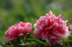 牡丹花的花语-牡丹的花语是什么？