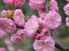 榆叶梅花语：春光明媚,花团锦簇和欣欣向荣