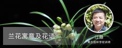 兰花寓意及花语，如何在家里养