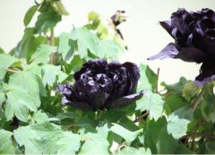 黑牡丹的花语