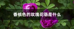 香槟色的玫瑰花语是什么