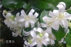 九里香的花语介绍有哪些？