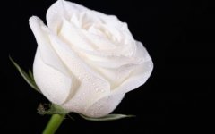 白玫瑰花语有哪些？